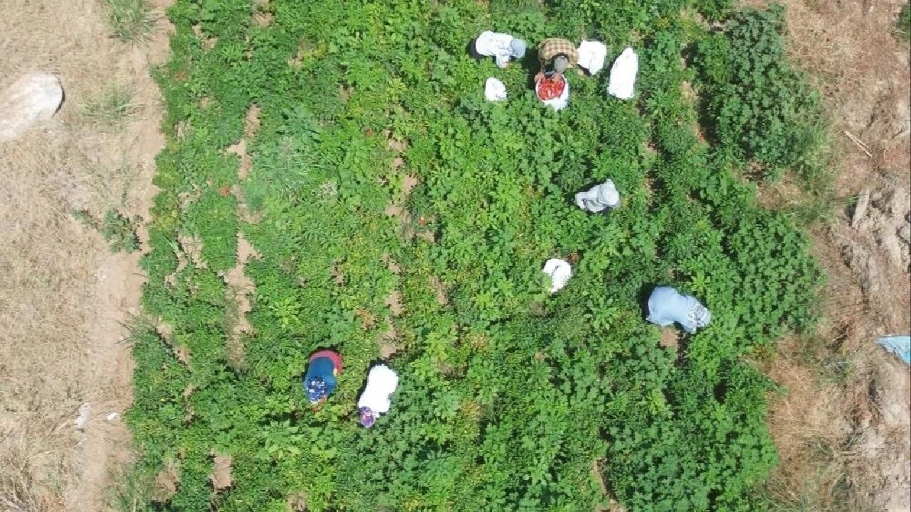 Elini gözüne götüren, depara kalkıyor! Yılın en acı hasadı