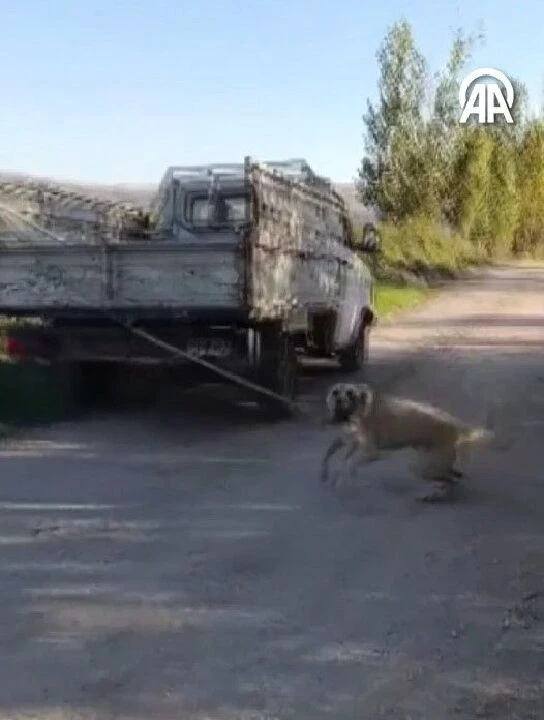 Köpeği kamyonetine bağlayıp sürükledi: Hayvanın çırpınışı iç acıttı - 1. Resim