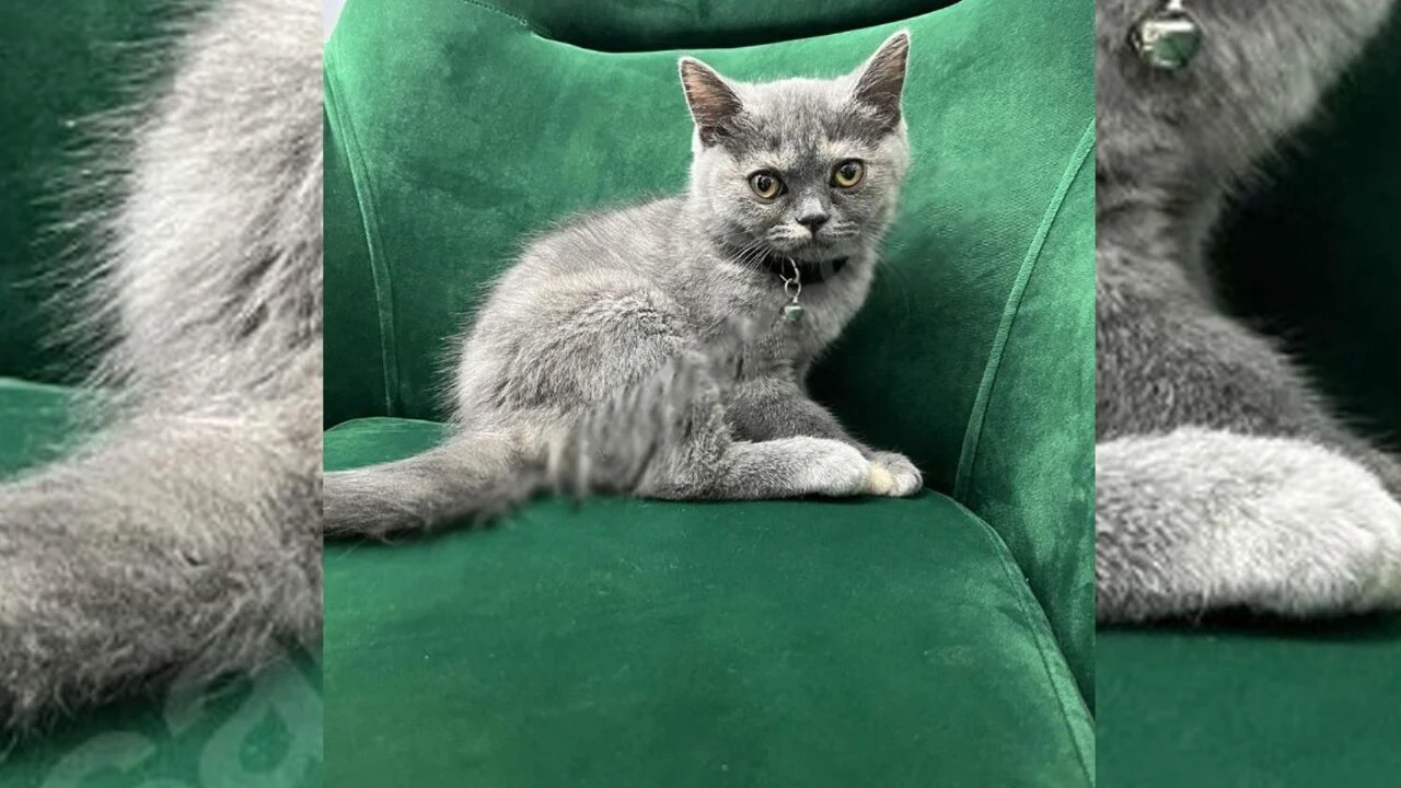 Balıkesir'de 10 milyon TL'ye satılan arsanın başlığı sosyal medyada gündem oldu! - 3. Resim