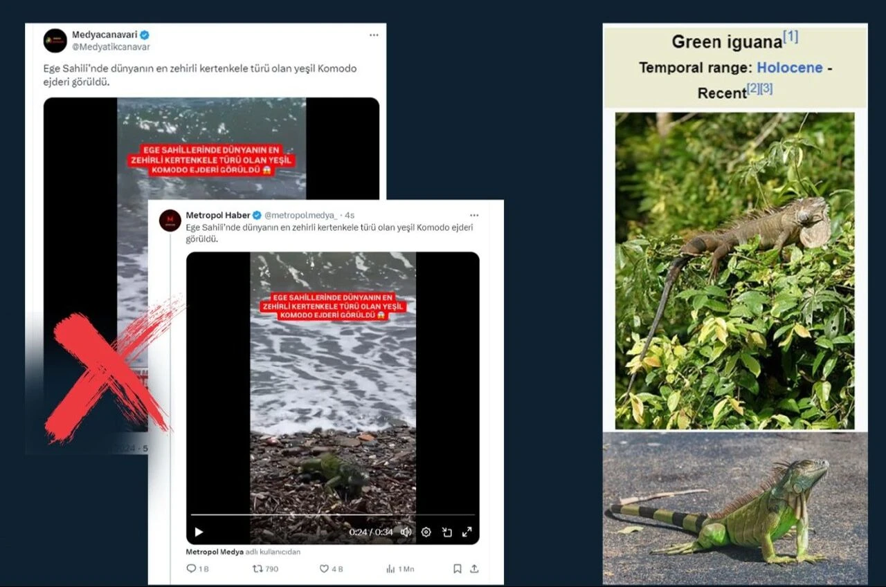 Denizde korkutan canlı! Zehirli Komodo ejderi denildi, gerçek ortaya çıktı