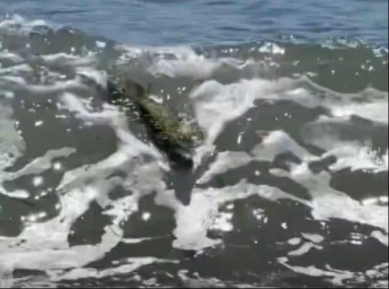 Denizde korkutan canlı! Zehirli Komodo ejderi denildi, gerçek ortaya çıktı