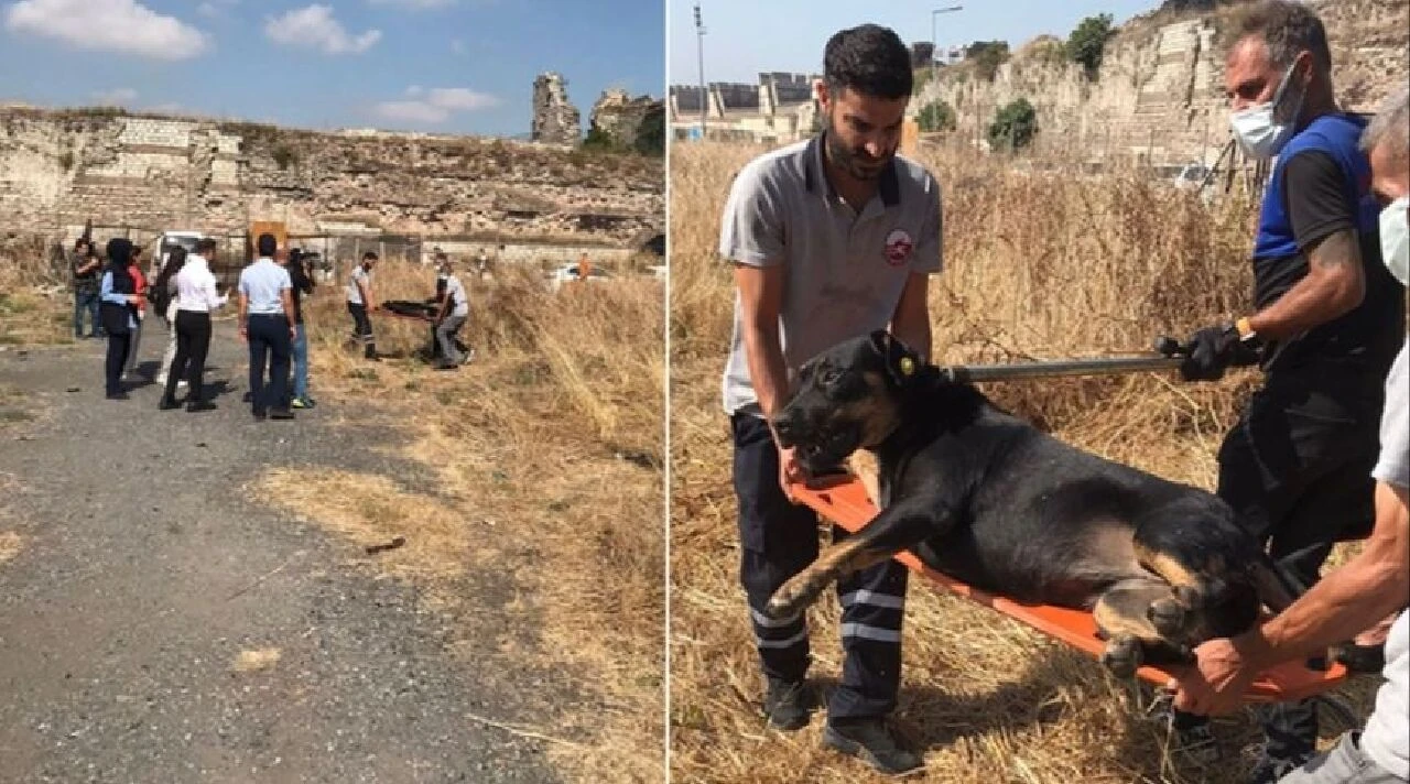 Fatih'te bir kişiyi öldüren sahipsiz köpek olayı sonrası belediyeden açıklama: Özel mülkte gerçekleşti - 1. Resim