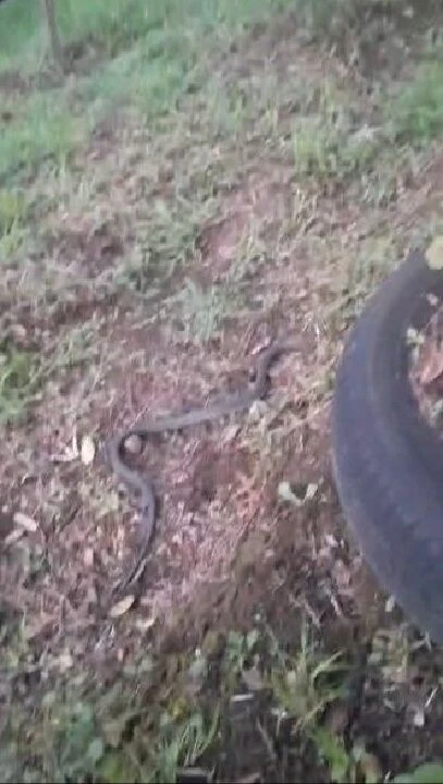 Bahçesinde yılana rastladı, elindeki çubukla oynamaya başladı: Ezan okununca öldürmedim - 1. Resim