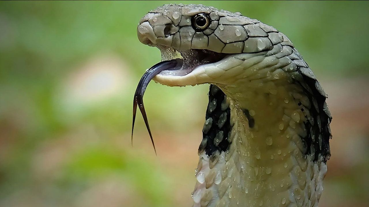 Hindistan’da ilginç olay! Bir bebek yılanı ısırarak öldürdü