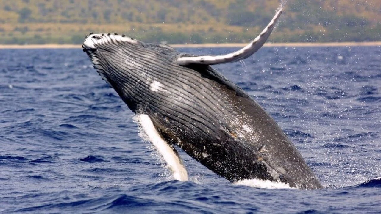 Kambur balinaların sıradışı avlanma yeteneği duyanları şaşırttı - 1. Resim