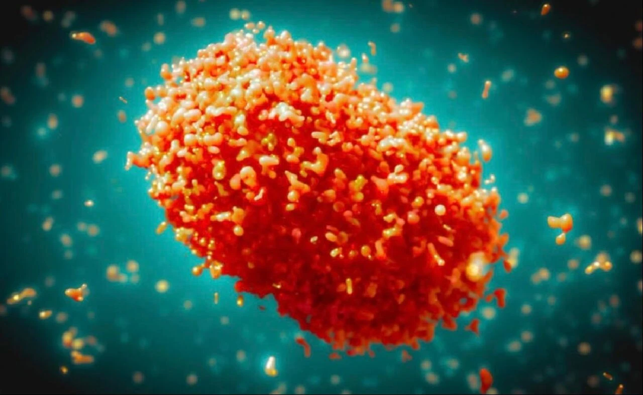 Ankara'da maymun çiçeği karantinası iddiaları doğruyu yansıtmıyor! Ankara İl Sağlık Müdürlüğü açıklama yaptı - 1. Resim