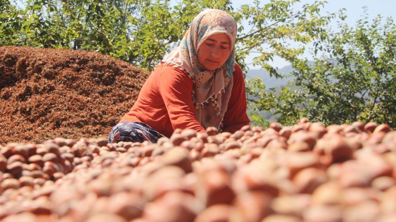 Kahverengi kokarca kabusu! İnsanları da zehirliyor, üreticiler çaresiz