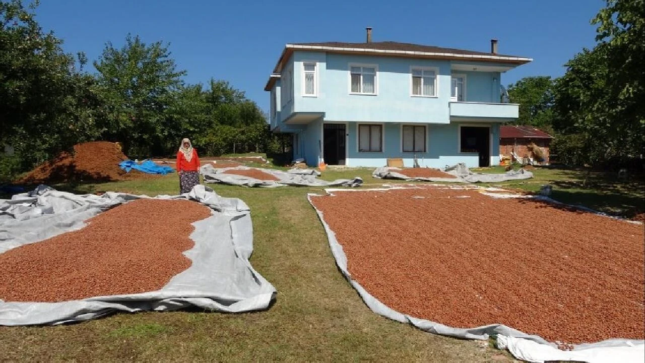 Kahverengi kokarca kabusu! İnsanları da zehirliyor, üreticiler çaresiz