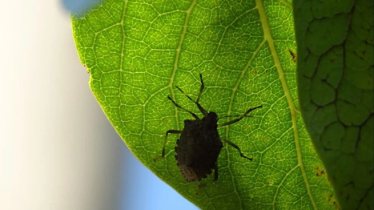 Kahverengi kokarca kabusu! İnsanları da zehirliyor, üreticiler çaresiz