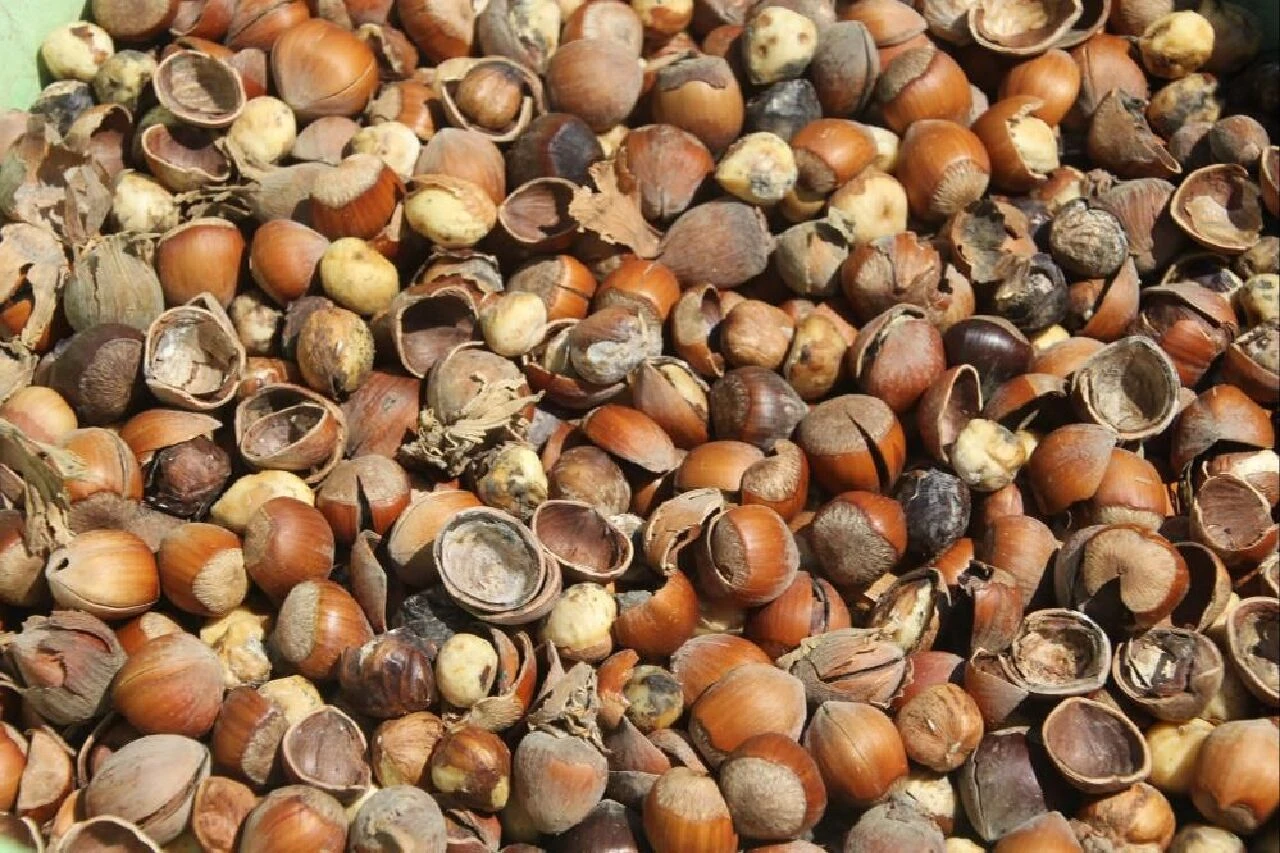 Kahverengi kokarca kabusu! İnsanları da zehirliyor, üreticiler çaresiz