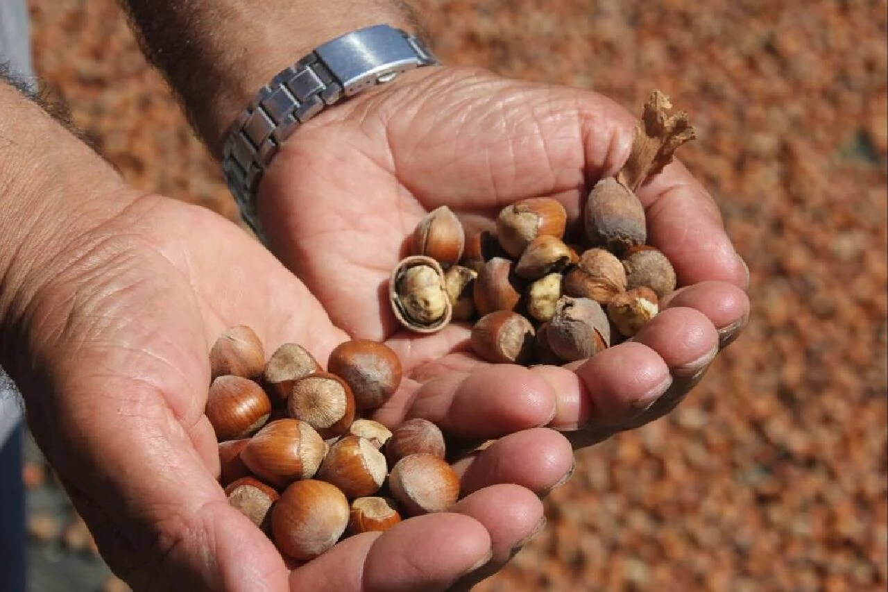 Kahverengi kokarca kabusu! İnsanları da zehirliyor, üreticiler çaresiz