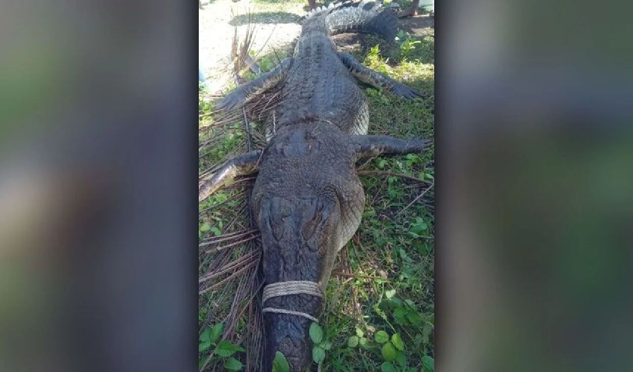 Nehirde bulaşık yıkarken dehşeti yaşadı! Timsahın içinden kalıntıları çıktı - 3. Resim