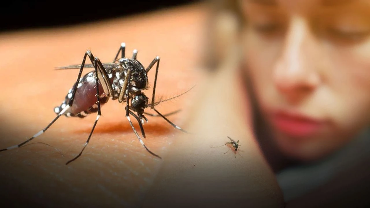 Son dakika | Sağlık Bakanlığı açıkladı! 6 kişide Nil virüsü çıktı - 2. Resim