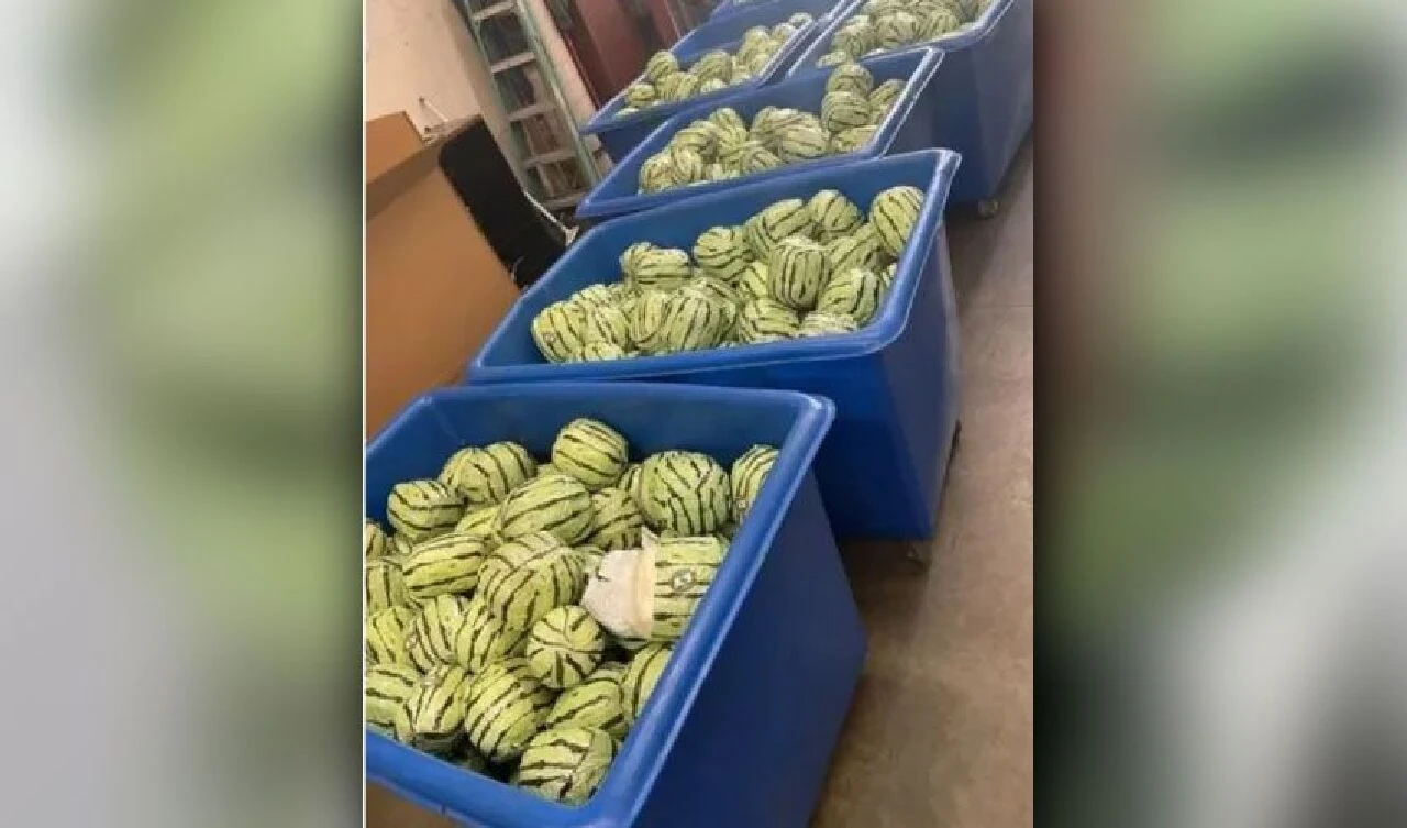 Tuhaf görünümlü karpuzlardan zehir çıktı! 5 milyon dolar değerinde - 2. Resim