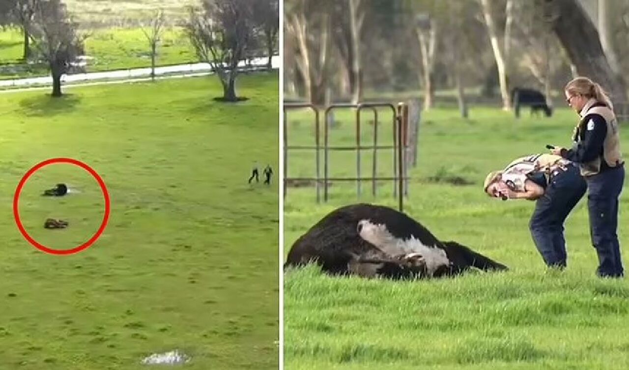 Avustralya'da 25 inek aynı anda öldü! Gizemli ölümlere soruşturma açıldı - 2. Resim