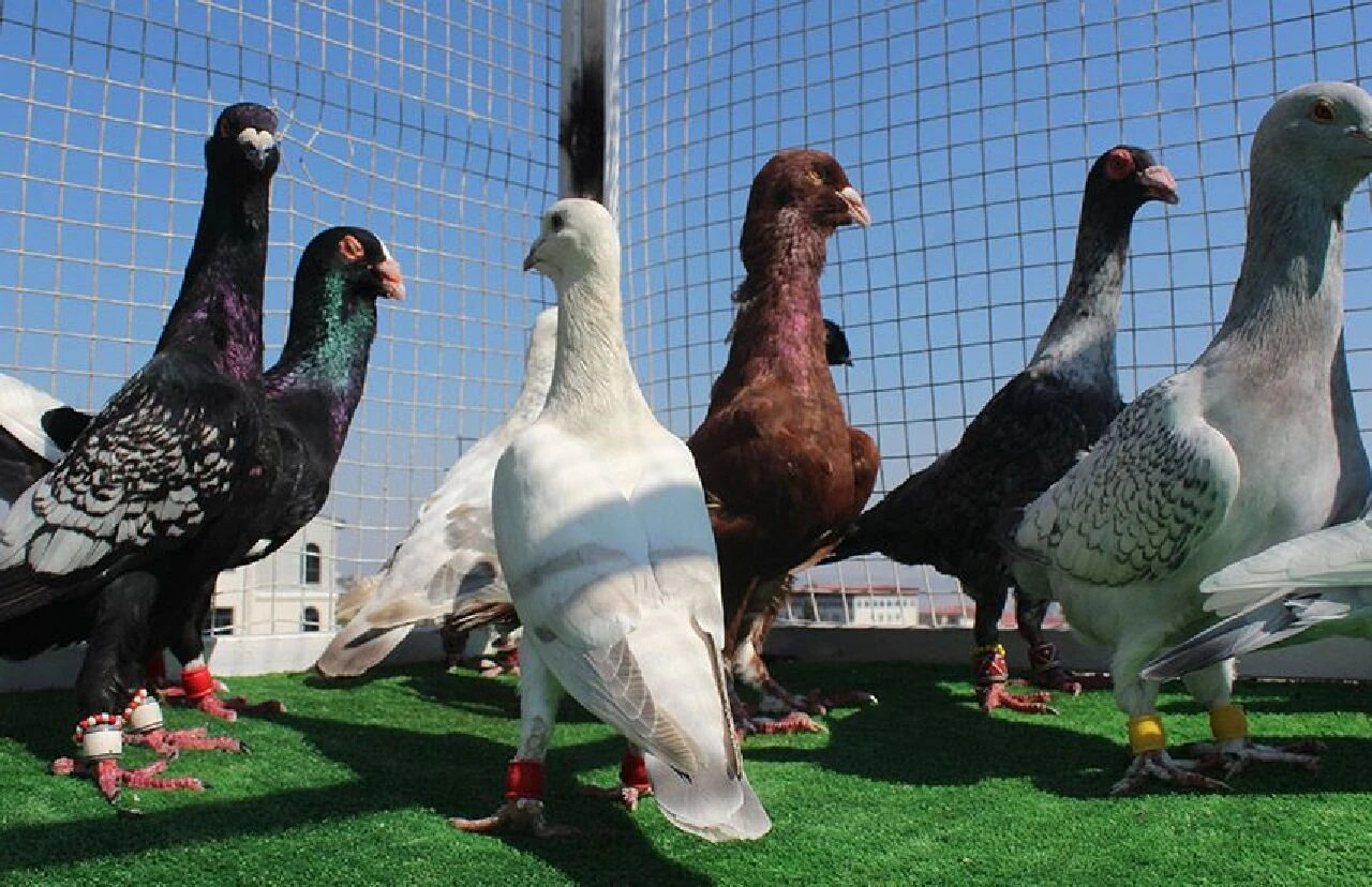 Bu iş için memurluktan istifa etti! Otomobil fiyatına güvercin satıyor, 750 bin TL’ye alıcı buluyor