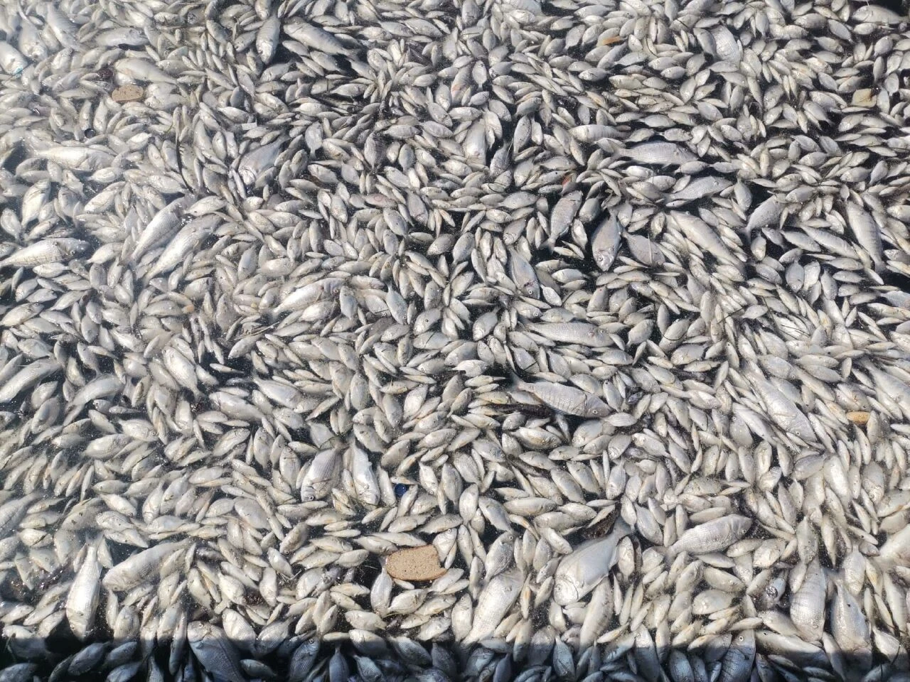 İzmir'de kokunun sebebi kıyıya vuran ölü balıklar oldu