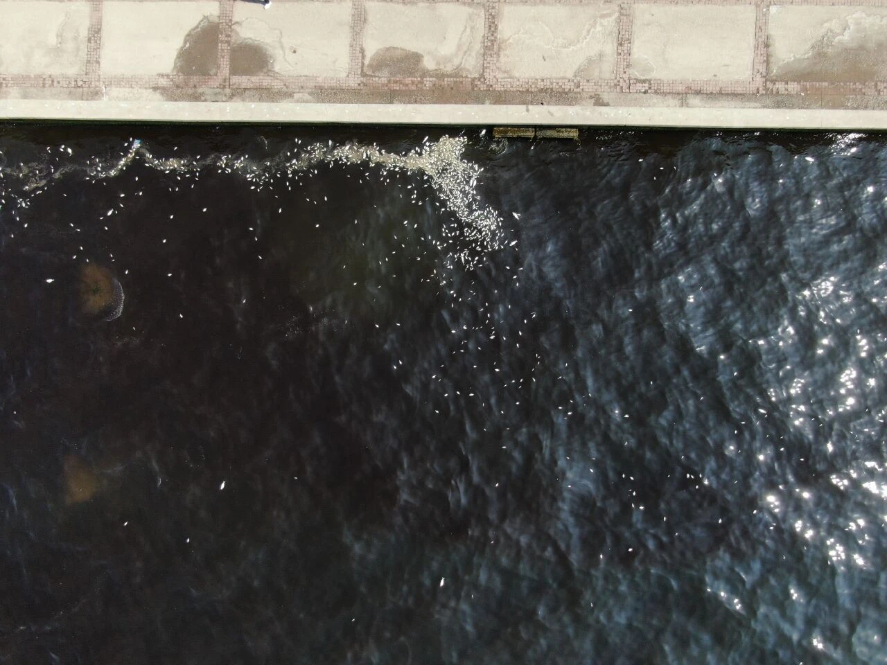 İzmir'de kokunun sebebi kıyıya vuran ölü balıklar oldu