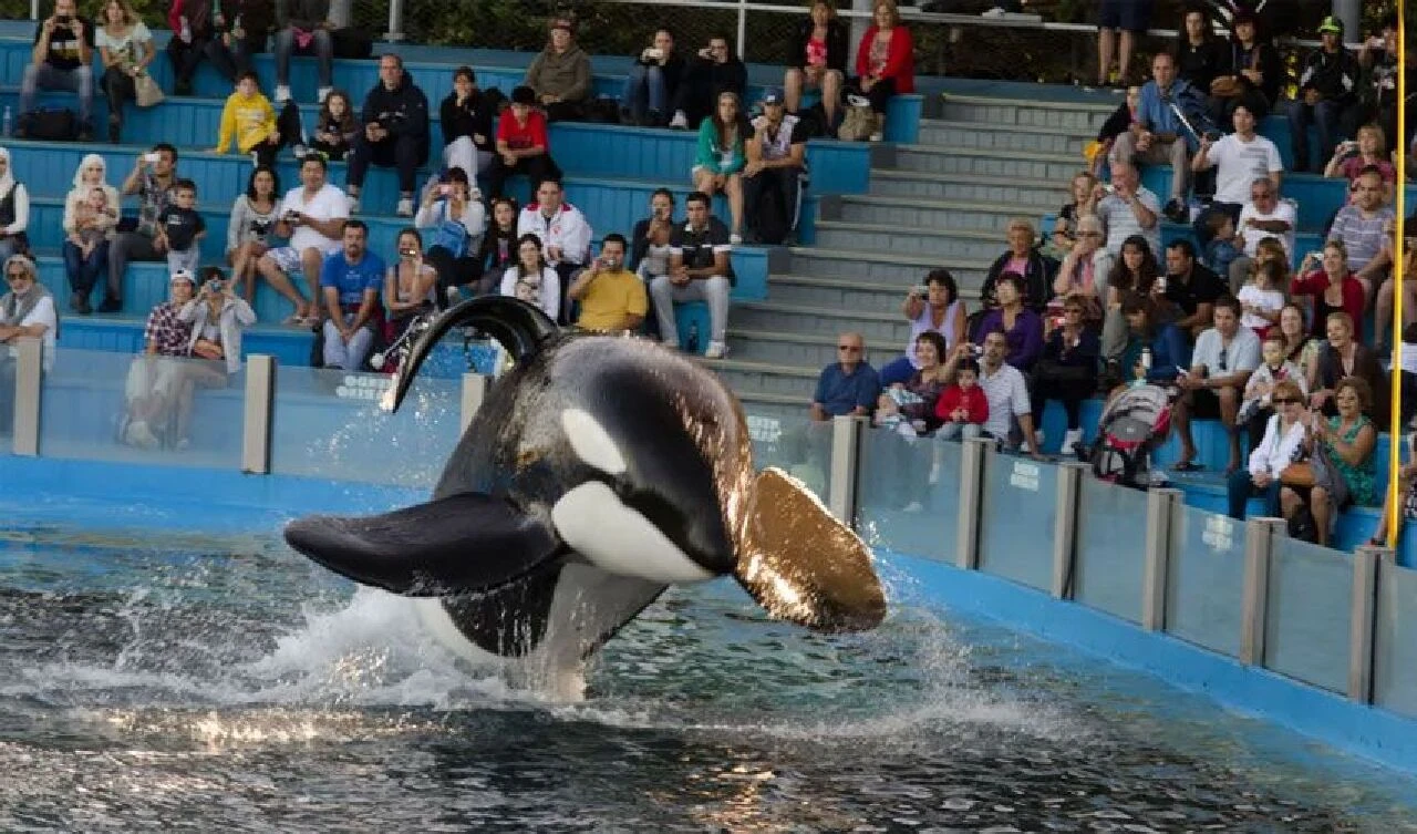 Katil balina Kshamenk 24 yıldız yalnız beton bir tankta, artık hayata küstü! Son görüntüsü yürekleri dağladı - 7. Resim