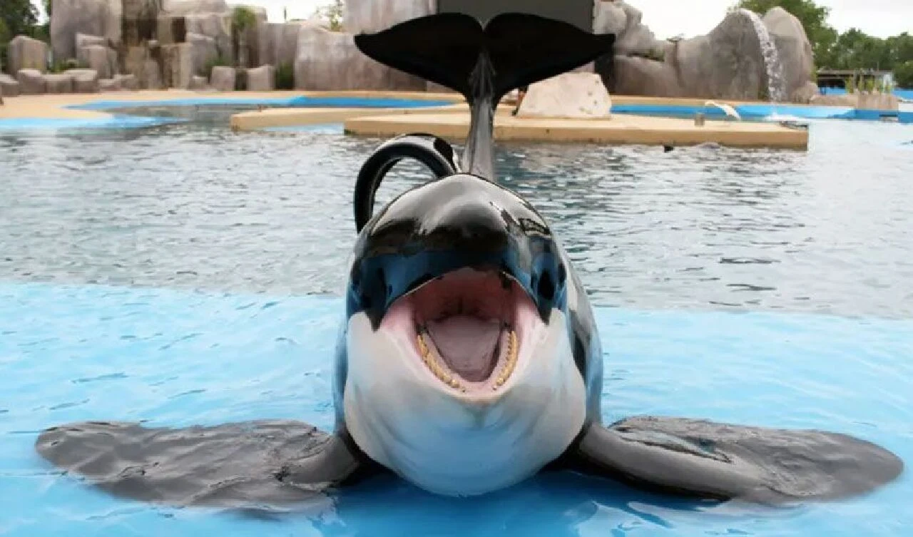 Katil balina Kshamenk 24 yıldız yalnız beton bir tankta, artık hayata küstü! Son görüntüsü yürekleri dağladı - 5. Resim