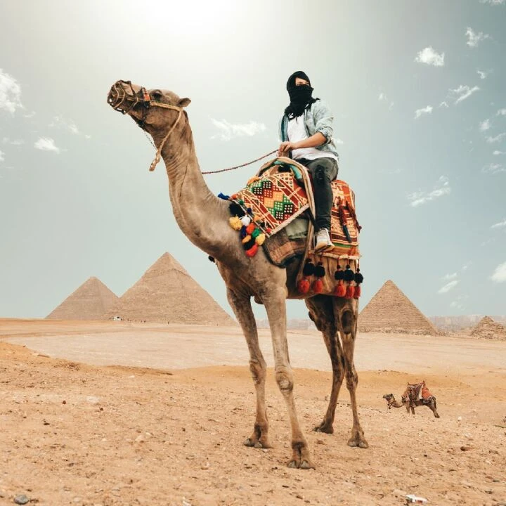 Suudi Arabistan'ı karıştıran olay! Develere estetik ve botoks ortalığı karıştırdı