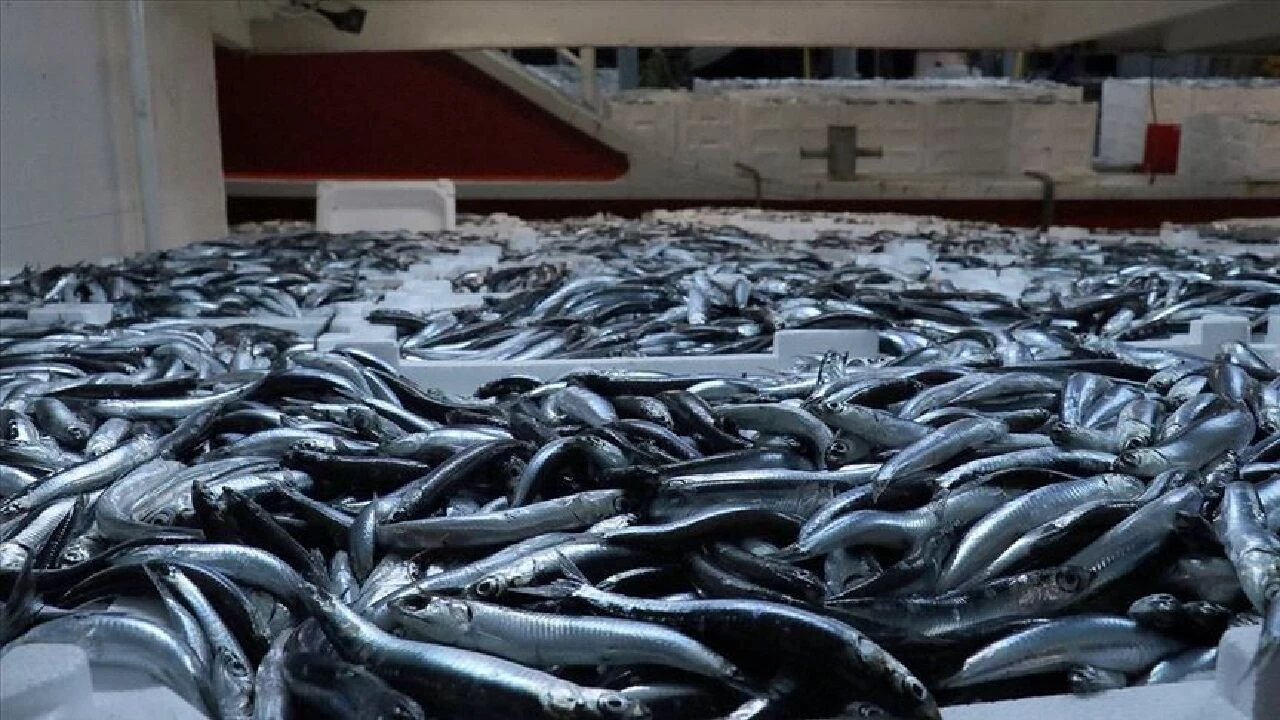Hamsi altınla yarışacak! Hamsi avlanma kotası piyasayı altüst edecek