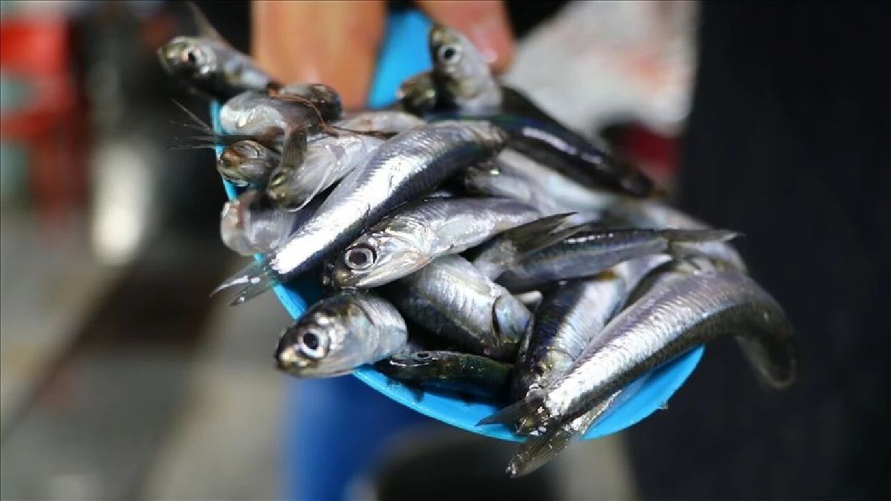 Hamsi altınla yarışacak! Hamsi avlanma kotası piyasayı altüst edecek