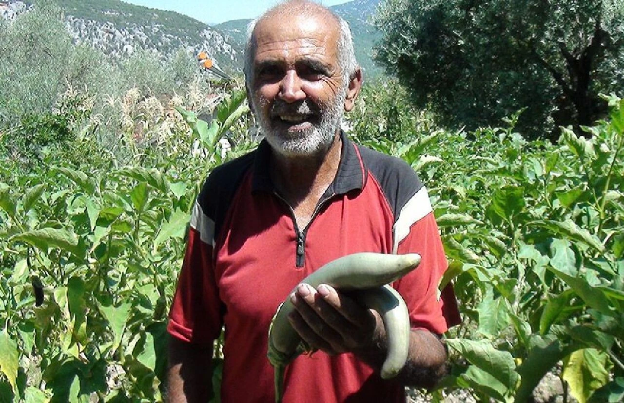 Boyu tam 52 cm! Ata tohumlarıyla yetiştirilen patlıcan görenleri hayrete düşürüyor