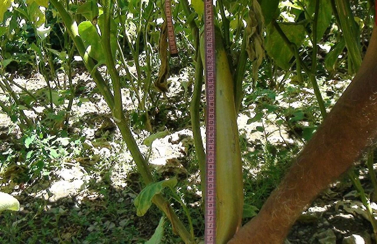 Boyu tam 52 cm! Ata tohumlarıyla yetiştirilen patlıcan görenleri hayrete düşürüyor