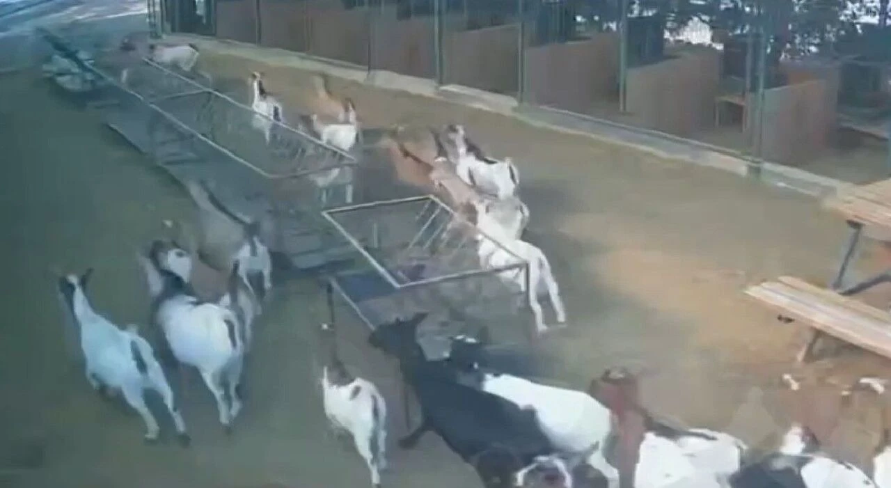 Cüce keçi başına dolanınca kaçamadı, hayvanların korkusu izleyenleri güldürdü - 1. Resim