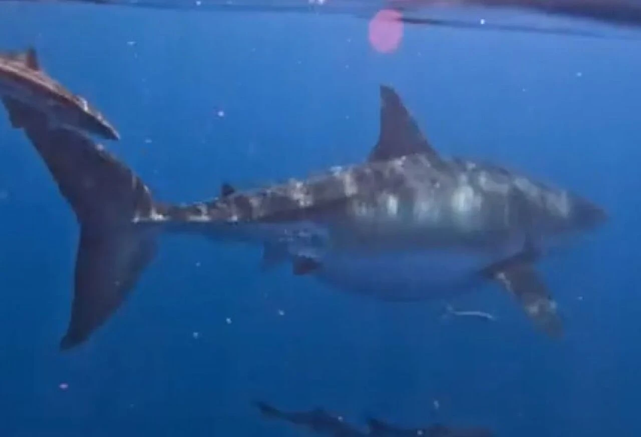 Jaws filmi gerçek oldu: Köpek balığı tekneyi ısırdı...  Korku dolu anlar kamerada - 2. Resim