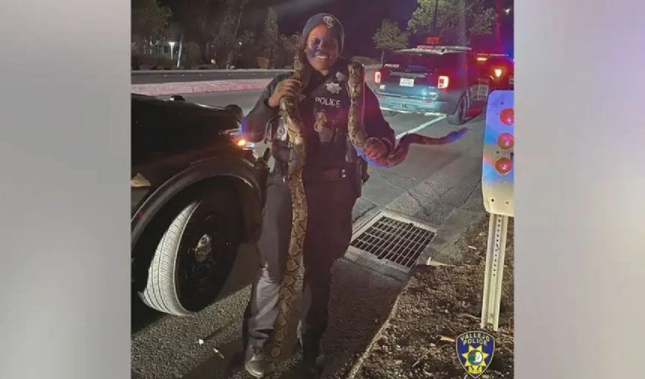 Yasadışı gösteri polisi harekete geçirdi! Terk edilen araçtan çıkan piton yılanı şoke etti - 4. Resim