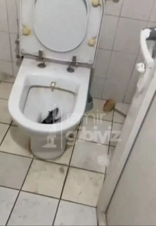 İzmir'de korku dolu anlar! Klozetten fare çıktı, ne yapacaklarını şaşırdılar