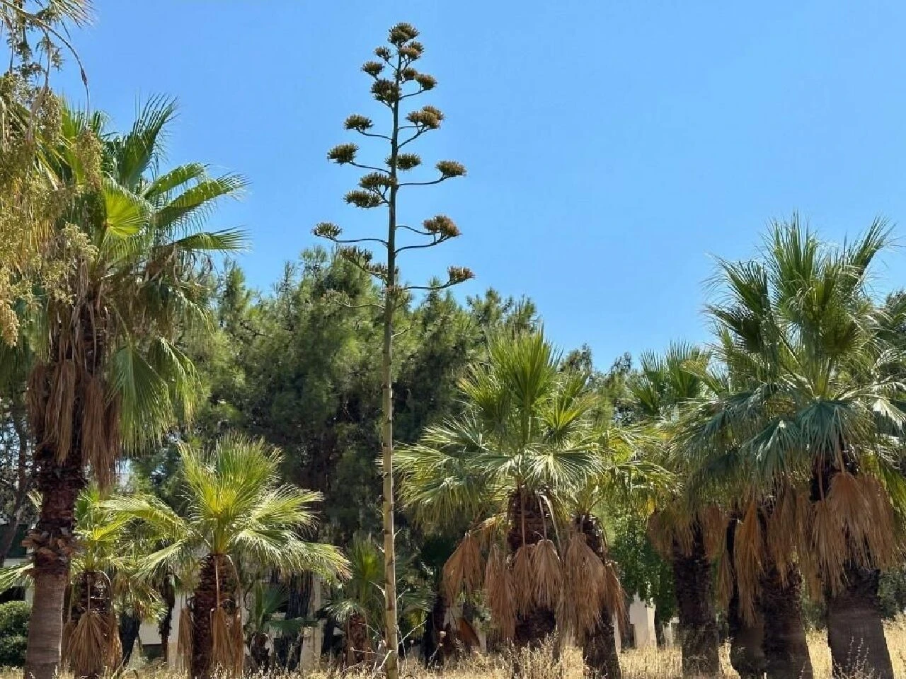 100 yılda bir çiçek açıyor! Bu bitkiyi koparan yandı: Cezası dudak uçuklatıyor - 2. Resim