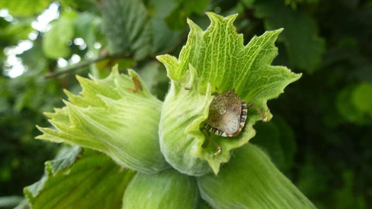 Artan kahverengi kokarcaları için samuray arısı doğaya salınıyor - 3. Resim