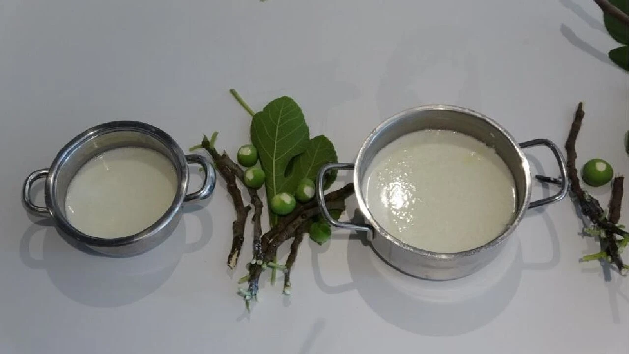 Homeros'un İlyada Destanı'ndan çıktı! 2750 yıllık tarifle teleme peyniri yaptılar - 1. Resim