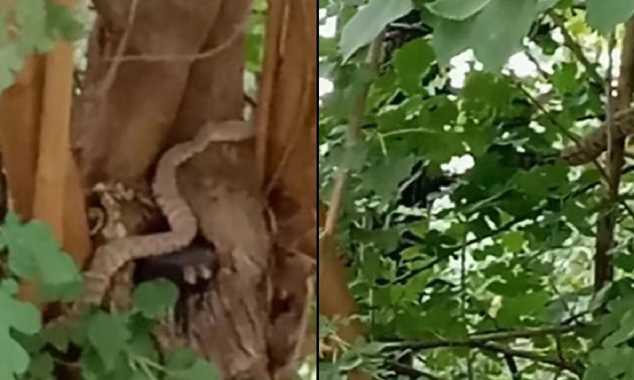 İncir topluyordu, karşısına dev bir engerek yılanı çıktı! Korkusunu yenince yılanla sohbete başladı