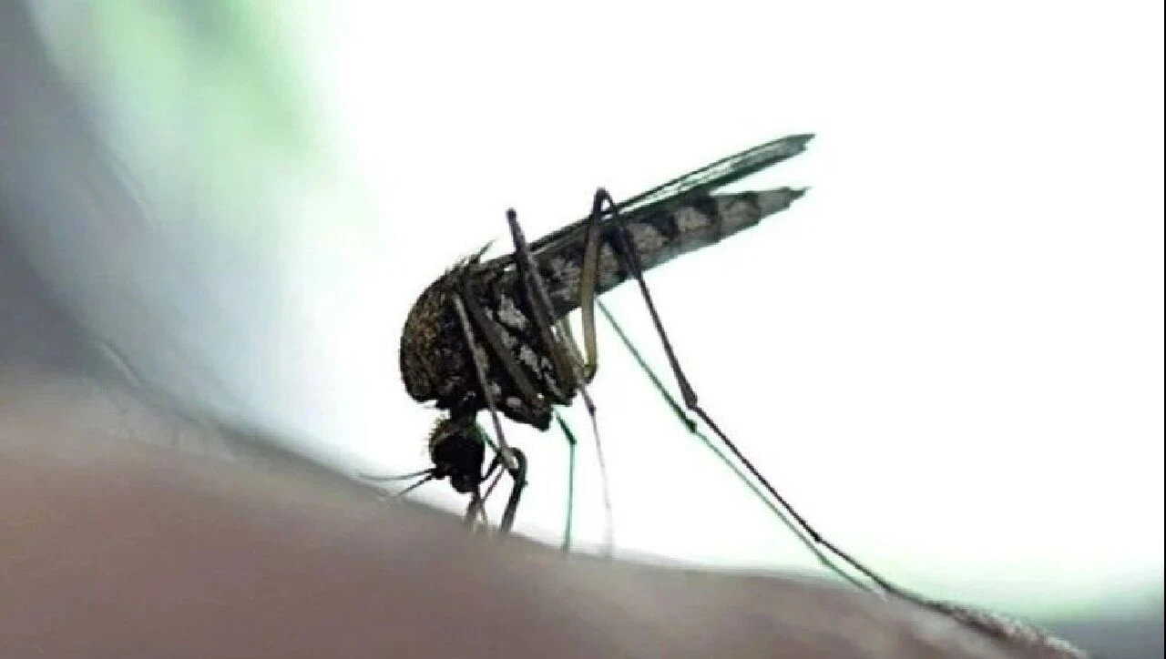 İstanbul'da maymun çiçeği görüldü mü? İl Sağlık Müdürü Batı Nil virüsü ile ilgili de konuştu - 1. Resim