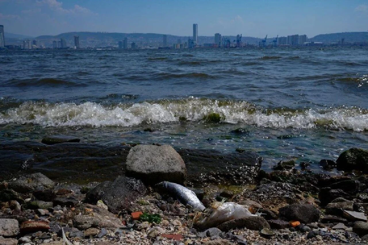 İzmir Körfezi alarm veriyor! Uyarı afişleri asıldı - 3. Resim