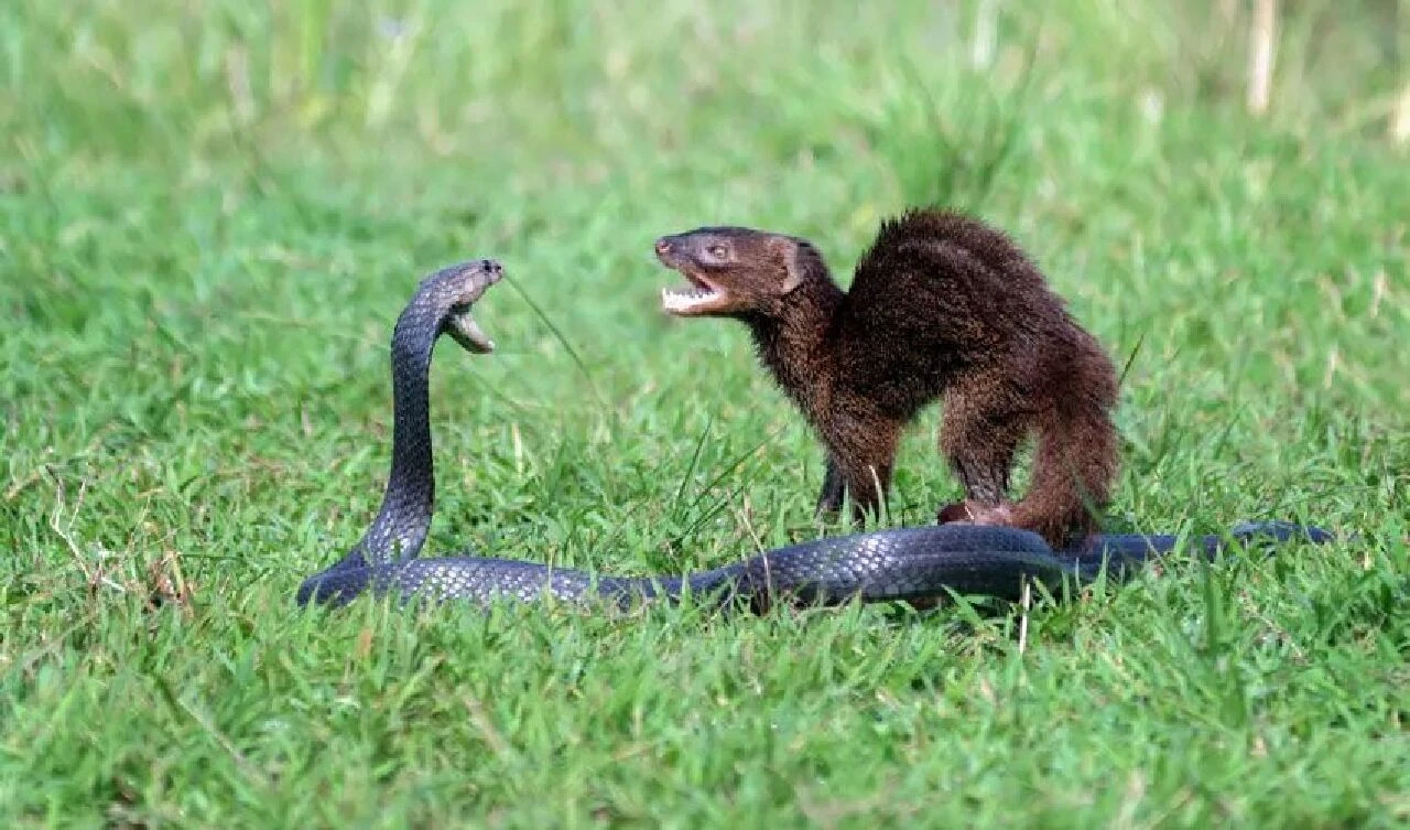 Yılan öldürücü olarak bilinen firavun faresi ile kobranın kavgası uçağın kalkışını erteledi