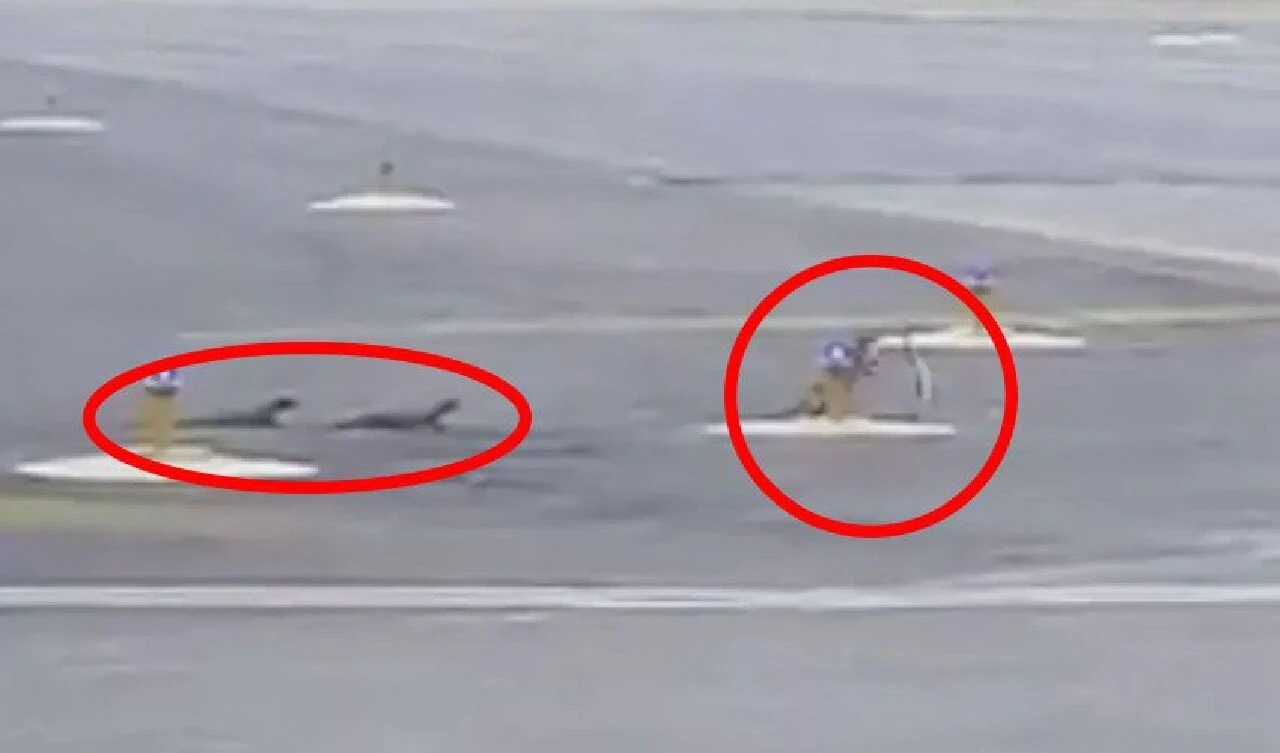 Yılan öldürücü olarak bilinen firavun faresi ile kobranın kavgası uçağın kalkışını erteledi