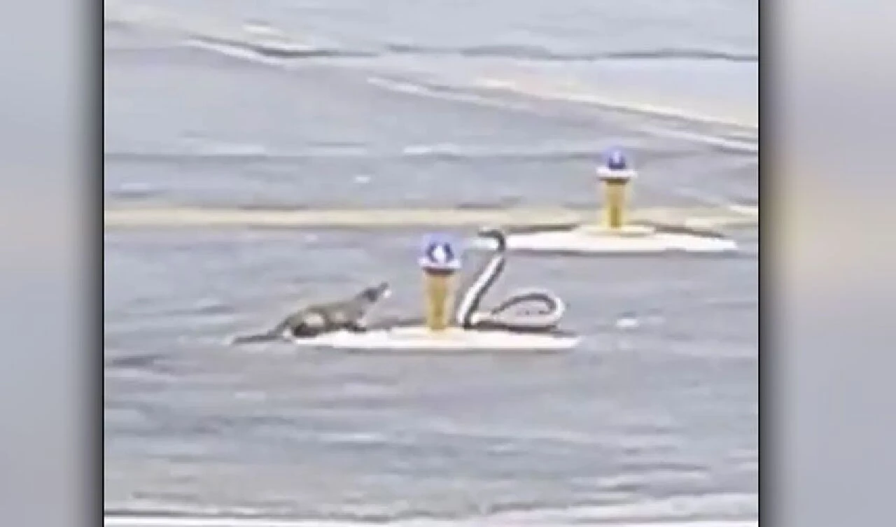 Yılan öldürücü olarak bilinen firavun faresi ile kobranın kavgası uçağın kalkışını erteledi