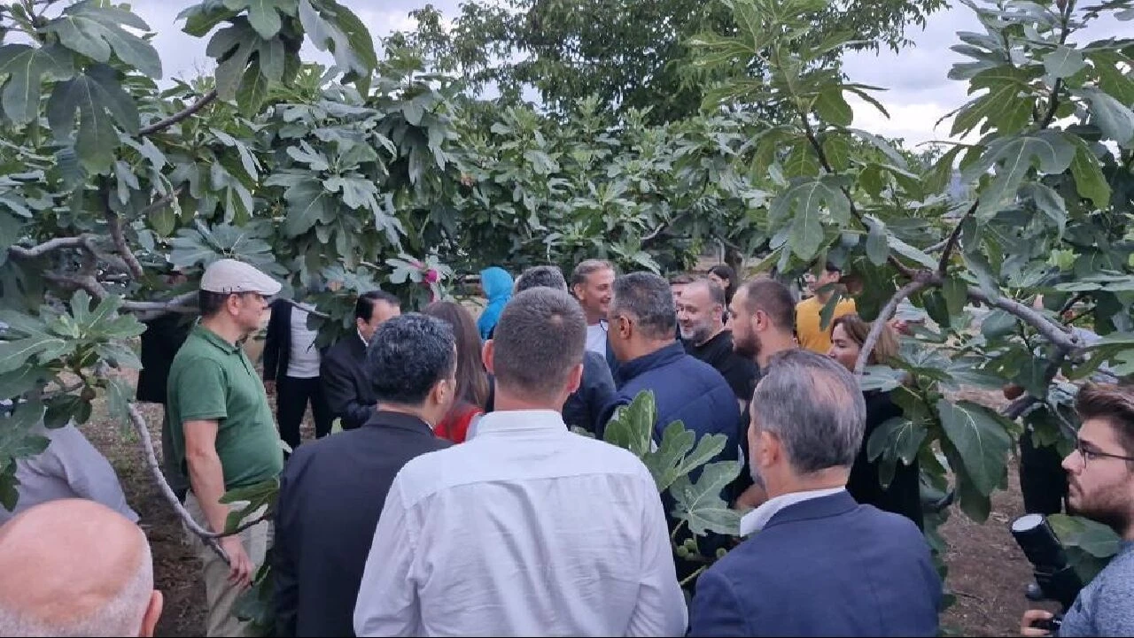 75 üretici 150 dekar mor patlıcan inciri ekti: Hasat bayramı başladı!