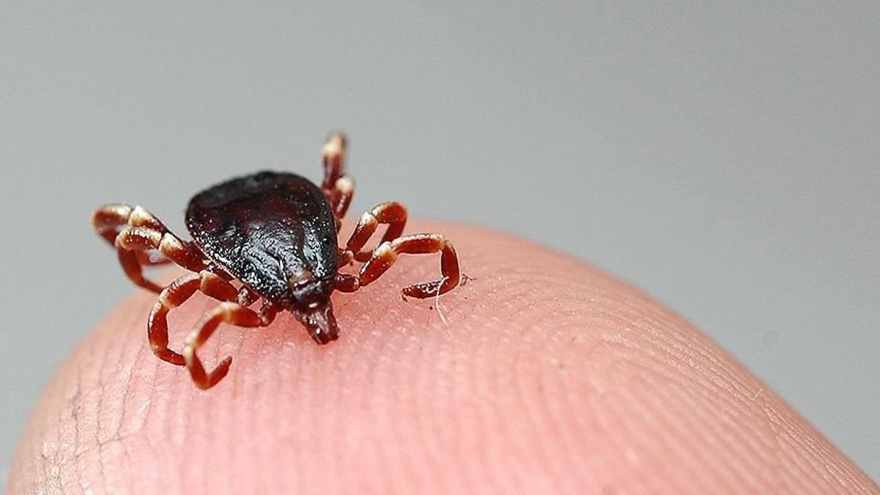 Bitlis&#039;te şoke eden olay! Sokakta kedi sevdi gözünden çıkan şey doktorları bile hayrete düşürdü