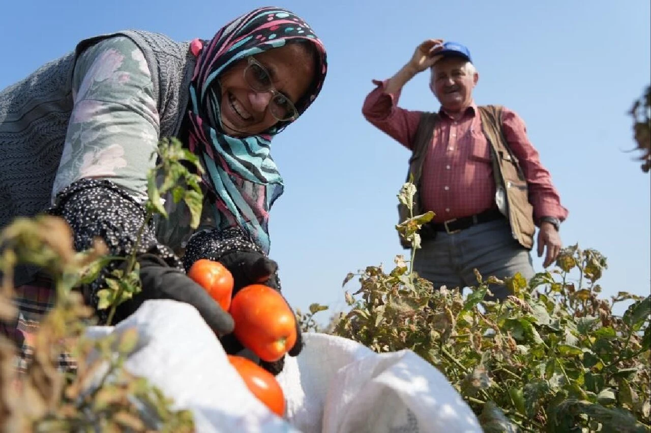 Bursalı çiftçi sosyal medyadan çağrı yaptı akın akın tarlaya koştular! Hepsi bedava - 2. Resim