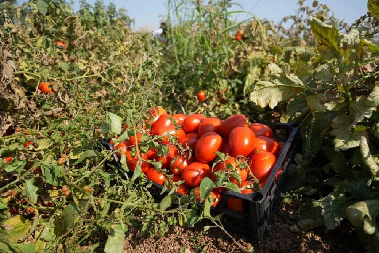 Bursalı çiftçi sosyal medyadan çağrı yaptı akın akın tarlaya koştular! Hepsi bedava - 3. Resim