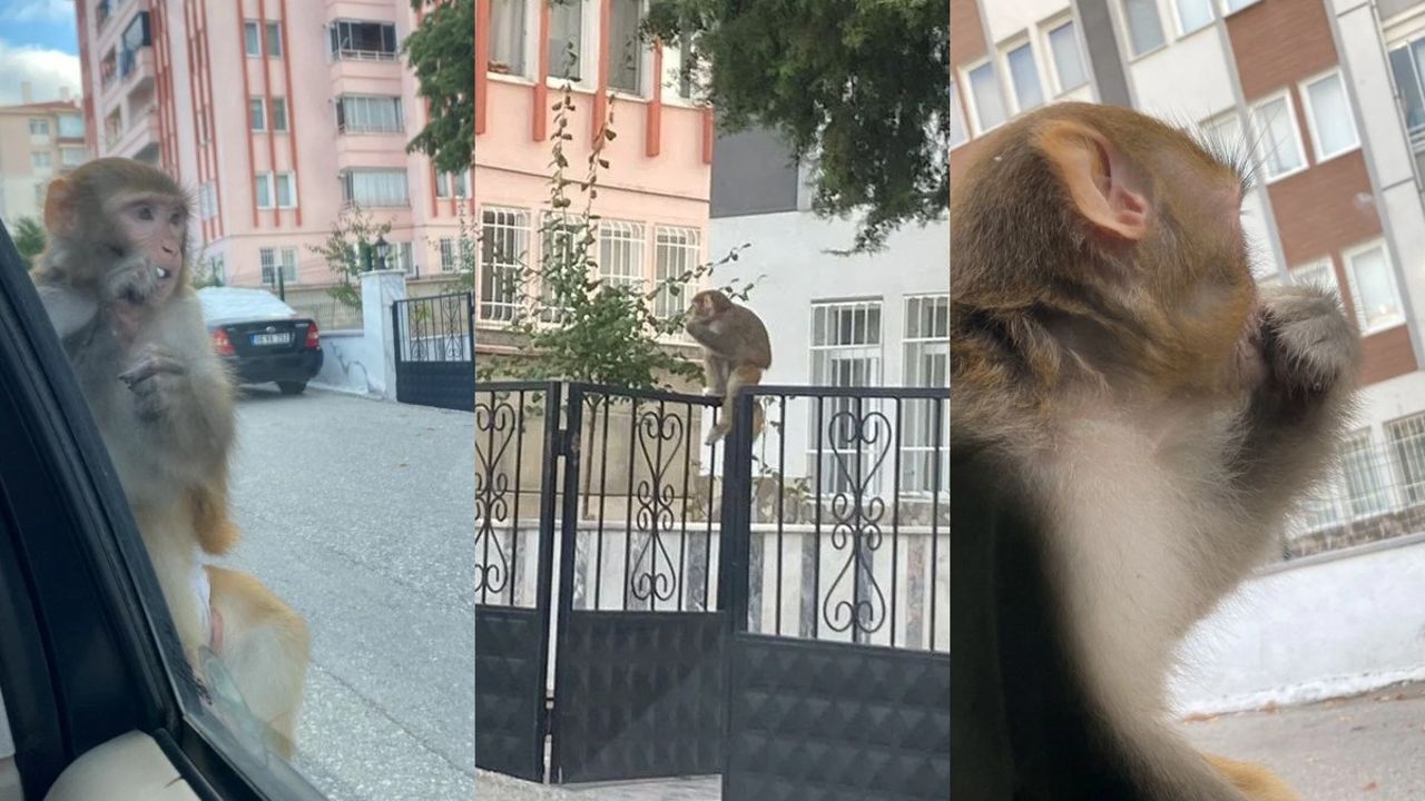 Çorum'da maymun paniği! Genç kıza saldırdı, kenti birbirine kattı, her yerde aranıyor