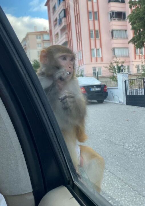 Çorum'da maymun saldırısı! Kenti birbirine kattı, her yerde aranıyor - 2. Resim