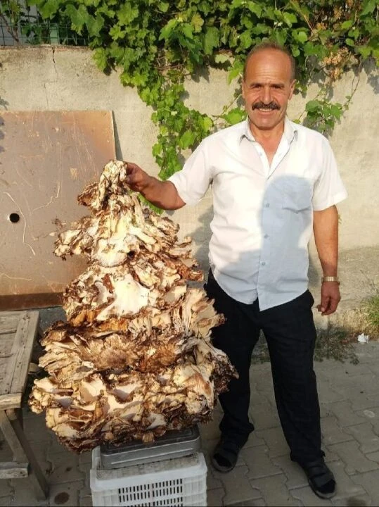 Gören gözlerine inanamadı! Ormanda 40 kiloluk mantar buldu, bakın ne kadara sattı