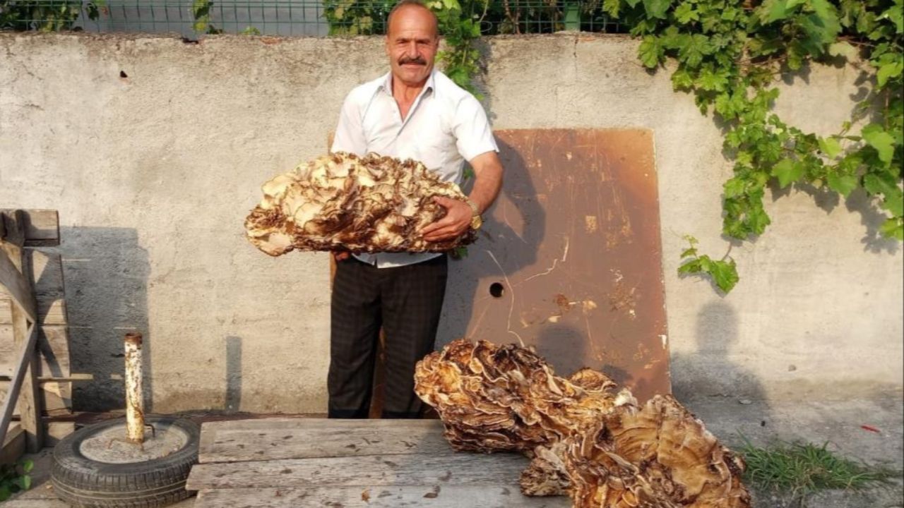 Gören gözlerine inanamadı! Ormanda 40 kiloluk mantar buldu, bakın ne kadara sattı